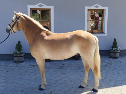 Bild 4:3,5-jähriger korrekter Haflingerwallach