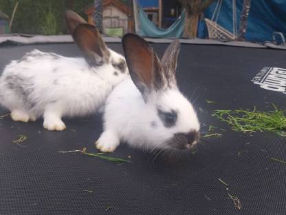 Bild 2:Deutsche Riesen