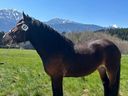 Bild 6:Noriker Stute Vreni