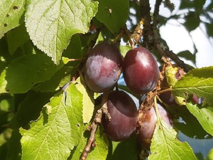 Zwetschken