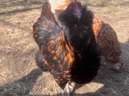 Bild 2:Thüringer Barthuhn Küken