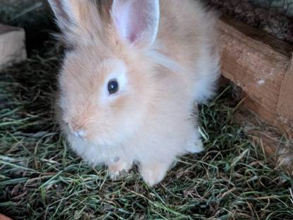 Bild 6:Löwenkopf Zwergkaninchen in allen Farben