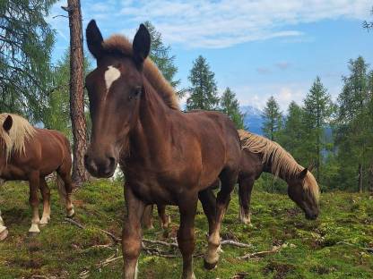 Bild 2:Noriker Hengstfohlen Beethoven