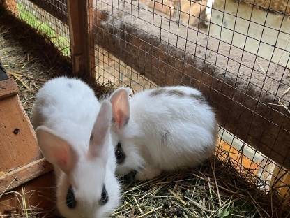 Bild 2:Löwenkopfhasen