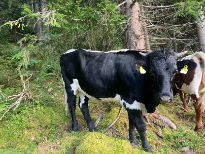 Reinrassiges Pinzgauer Kalb