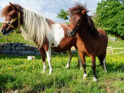 Bild 8:Minishetland Stute - Milli-Krug