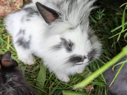Bild 2:Zwergkaninchen in verschiedenen Farben