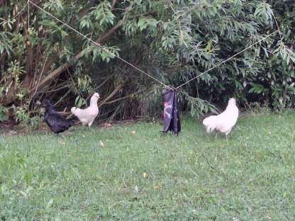 Bild 2:Kleine Mix-Truppe abzugeben