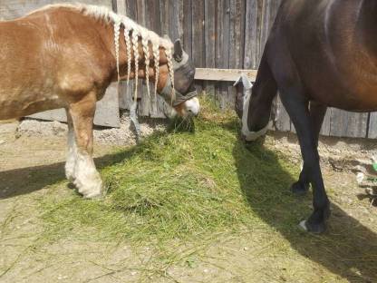 Bild 5:Eine Seltenheit in Österreich