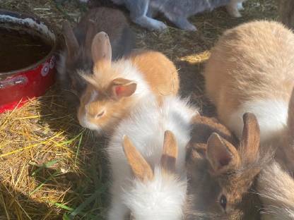 Bild 5:Babyhasen zu verkaufen