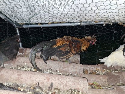 Bild 2:2 gestruppte Junghähne zur Abgabe