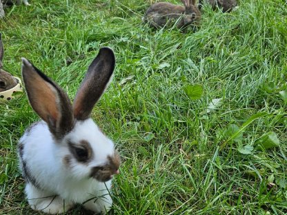 Bild 4:Kaninchen abzugeben