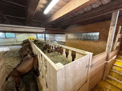 Bild 3:Gämsfarbige Gebirgsziegen