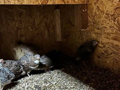 Bild 7:Bruteier Celadonwachtel