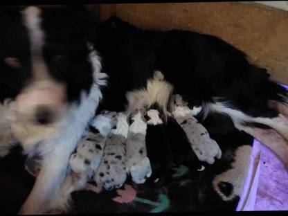 Bild 4:Border Collie, Edce Papiere