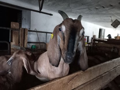 Bild 3:Anglo Nubier Ziegen trächtig