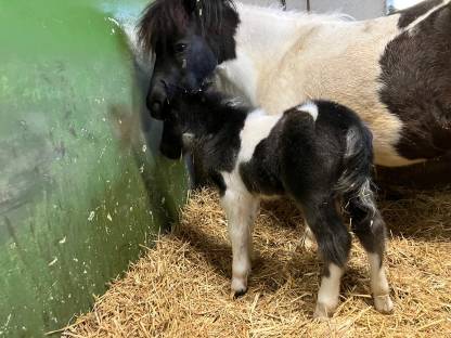 Bild 4:Mini Shetty Hengstfohlen
