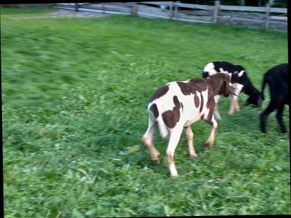 2 Jahre alten Tscheggwidder rein