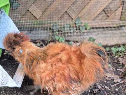 Bild 2:Zwergseidenhahn