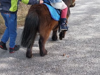 Bild 2:Verkaufe 2 Ponys, am liebsten zusammen