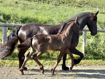 Bild 8:Friesen Hengstfohlen