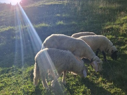 Bild 2:Tiroler Bergschaf Widder