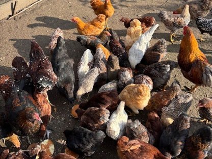 Bild 5:Enten, Wyandotten, Marans, Gänse