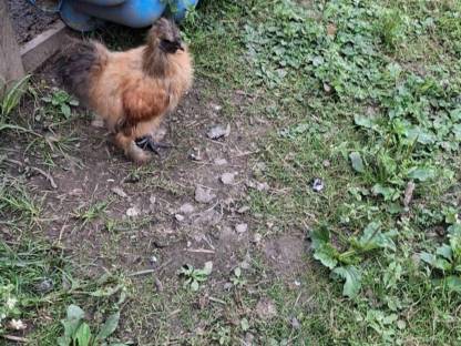 Bild 5:Zwerg Seidenhühner