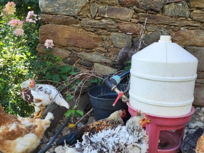 Bild 2:Freundlicher Strupphuhn-Hahn abzugeben