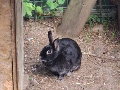 Bild 2:Zwergkaninchen