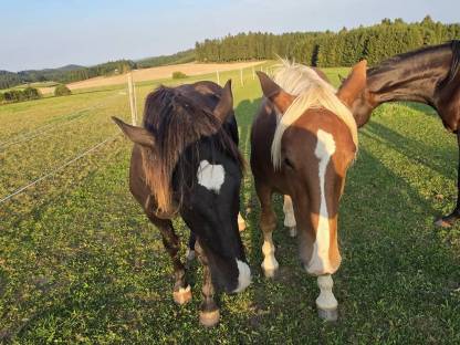 Bild 3:2 Noriker Hengst Jährlinge