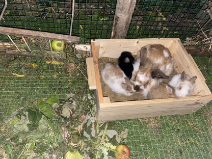 Bild 7:Zwergkaninchen