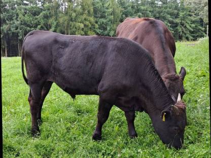 BIO 100 % WAGYU Jungbulle