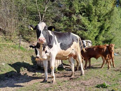 Bio Erstlingskuh