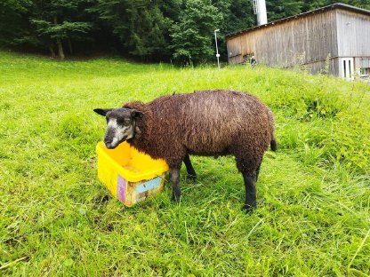 Texel-Jungwidder