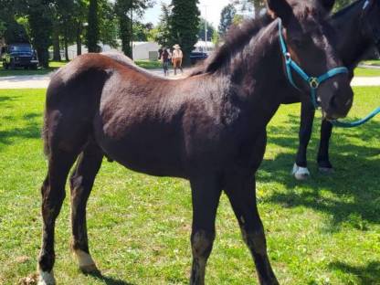 Bild 2:Noriker Hengstfohlen