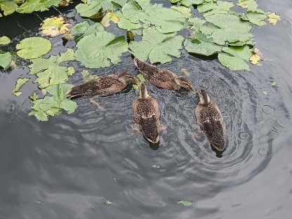 Bild 6:Junge Laufenten