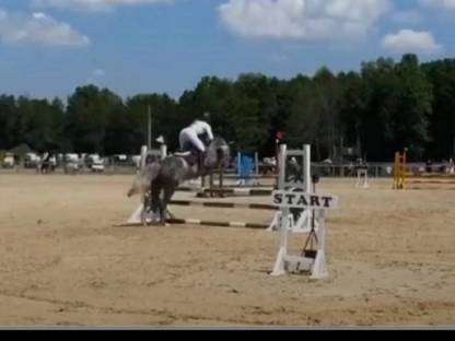 Bild 3:Einzigartiges Sportpferd