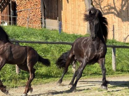 Bild 3:Brave 7-jährige Friesenstute