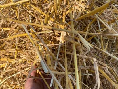 Bild 4:Weizenstroh Kleinballen