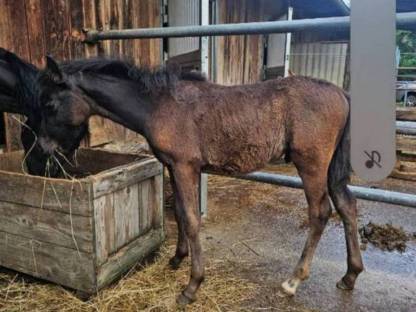 Bild 2:Vielversprechendes Hengstfohlen