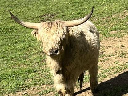 Bild 2:Hochlandrinder