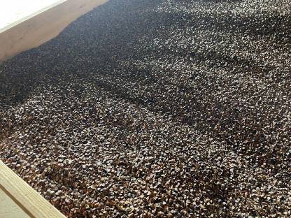 Bild 2:Buchweizen Bio