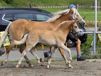 Bild 9:Haflingerstutfohlen Raya