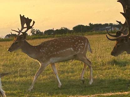 Bild 4:Damhirsch 2 Kopf