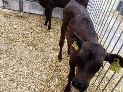 Bild 3:Wagyu-Kreuzung weiblich