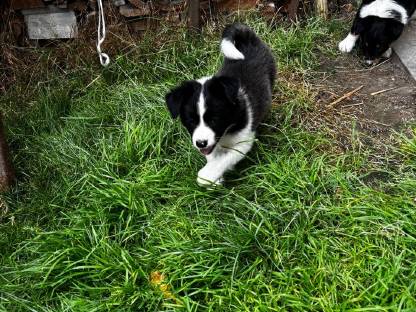 Bild 9:Border Collie Welpen