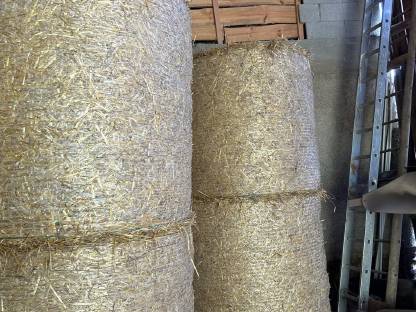 Bild 2:Triticale Stroh