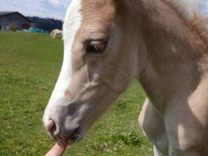 Bild 4:Tiroler Haflinger Wallach, Hengst, Jährling