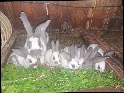 Hasen, Fleischhasen, Kaninchen